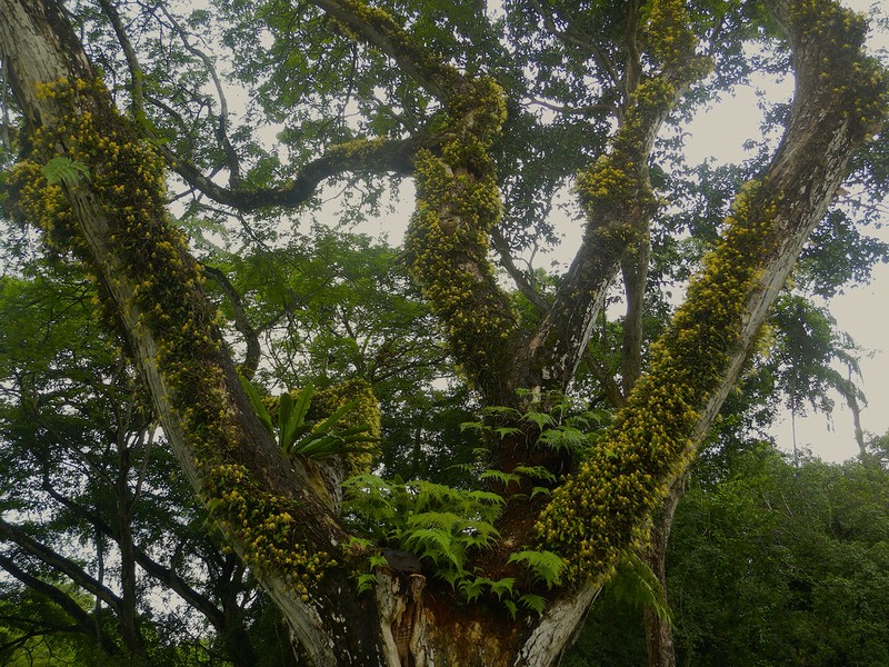 Bulbophyllum vaginatum photo 4
