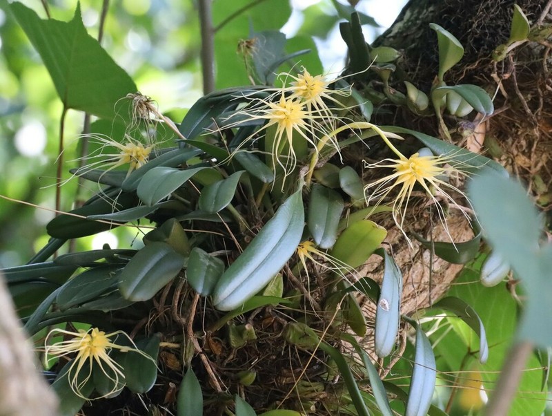 Bulbophyllum vaginatum photo 5