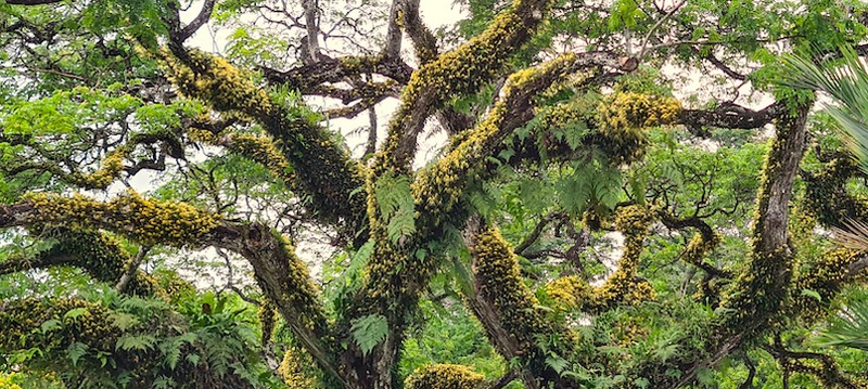 Bulbophyllum vaginatum photo 6