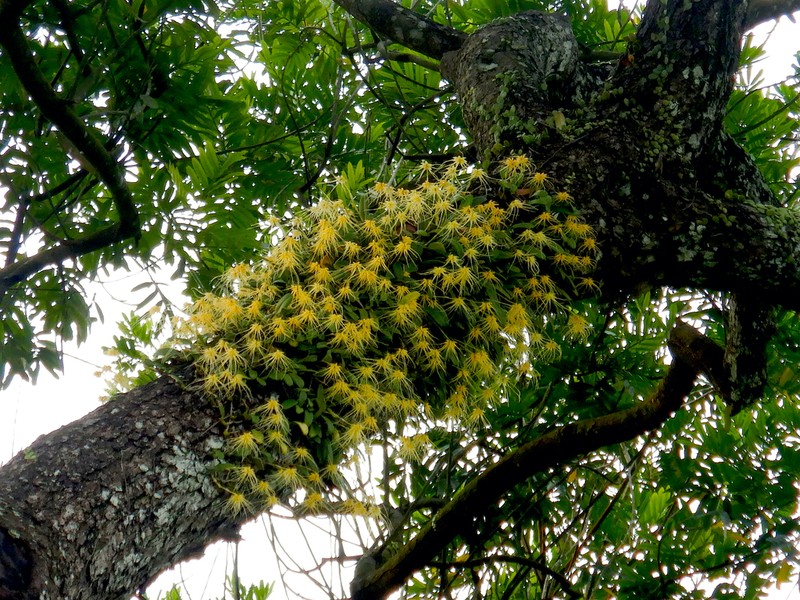 Bulbophyllum vaginatum photo 7