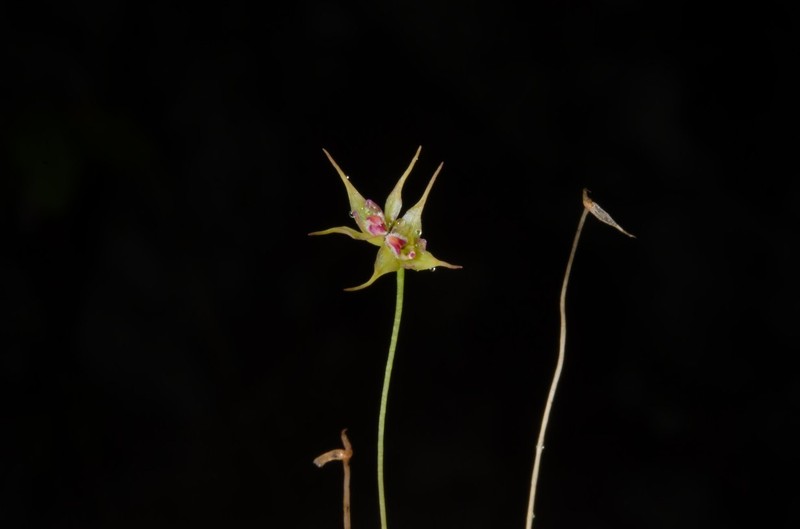 Bulbophyllum vanum