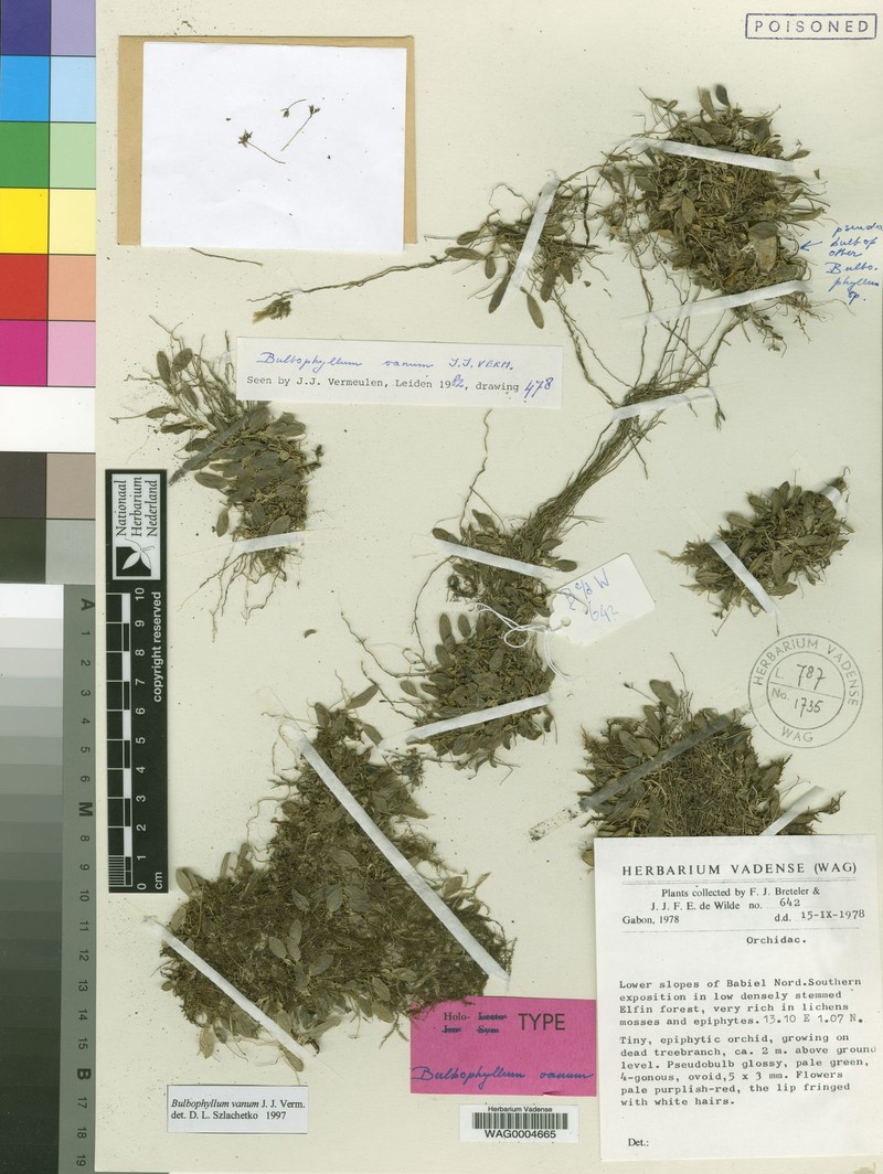Bulbophyllum vanum photo 2