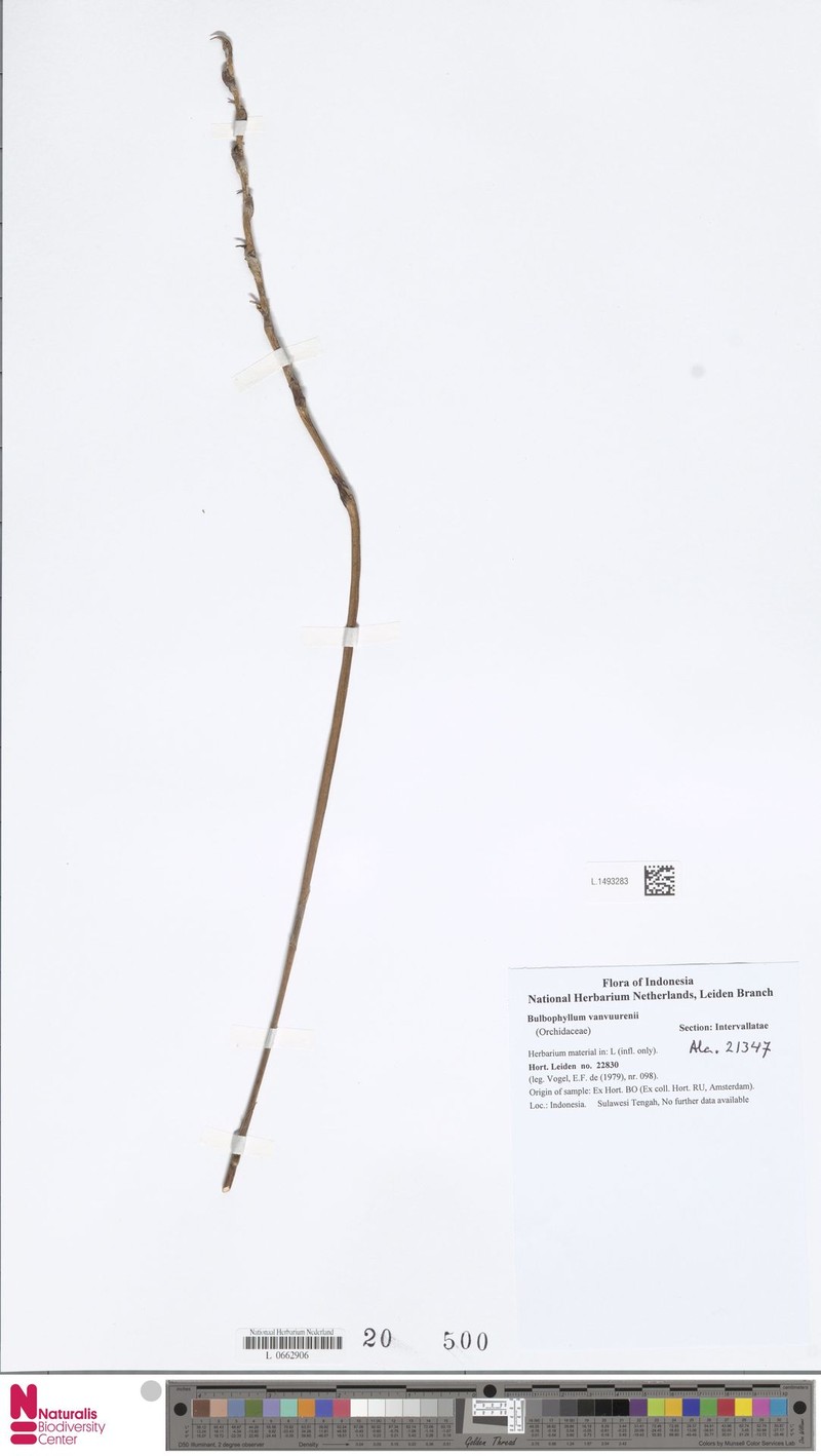 Bulbophyllum vanvuurenii
