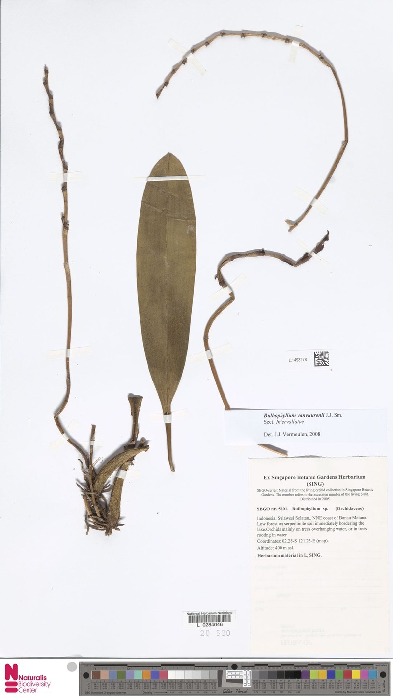 Bulbophyllum vanvuurenii photo 2
