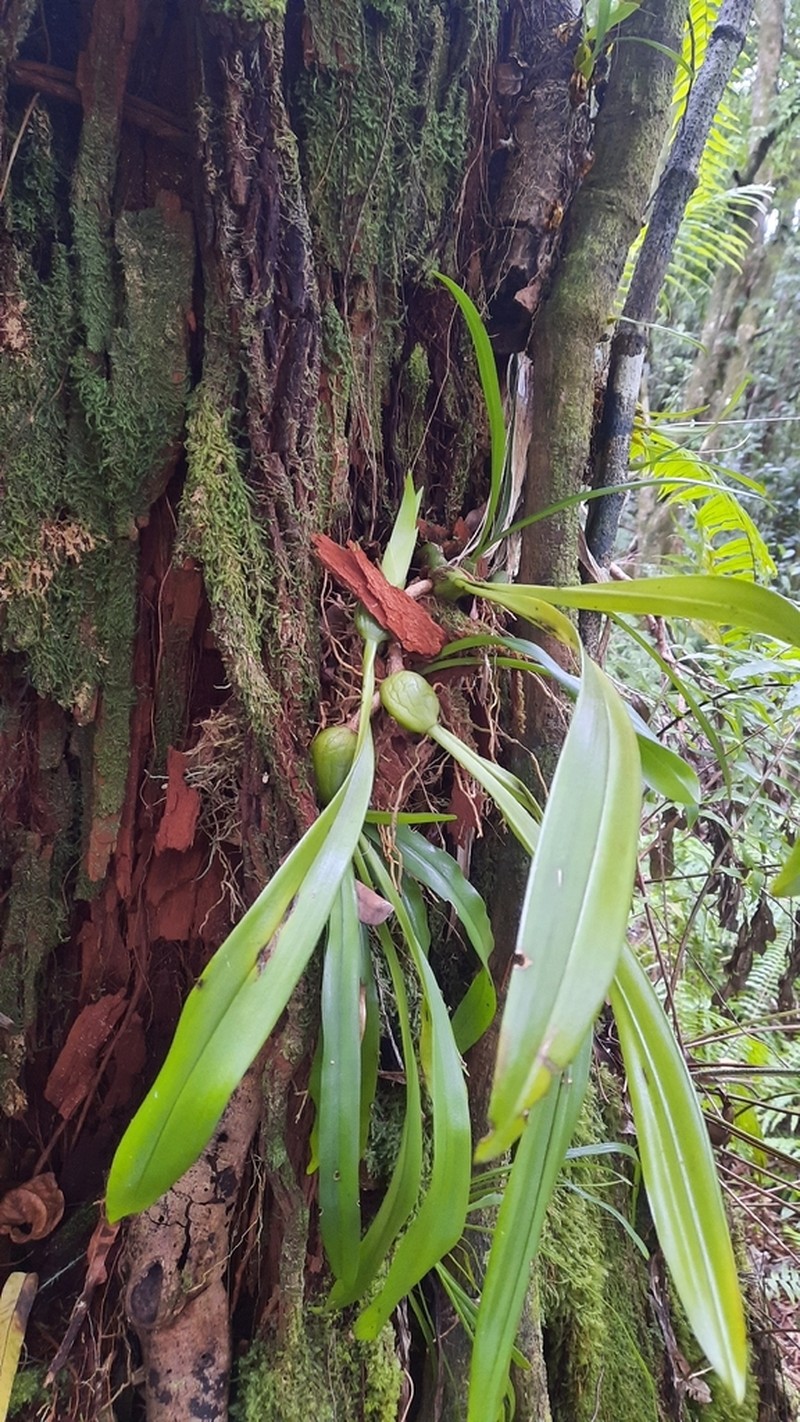 Bulbophyllum variegatum