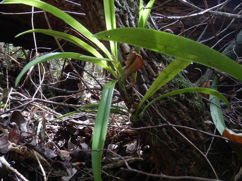 Bulbophyllum variegatum photo 2