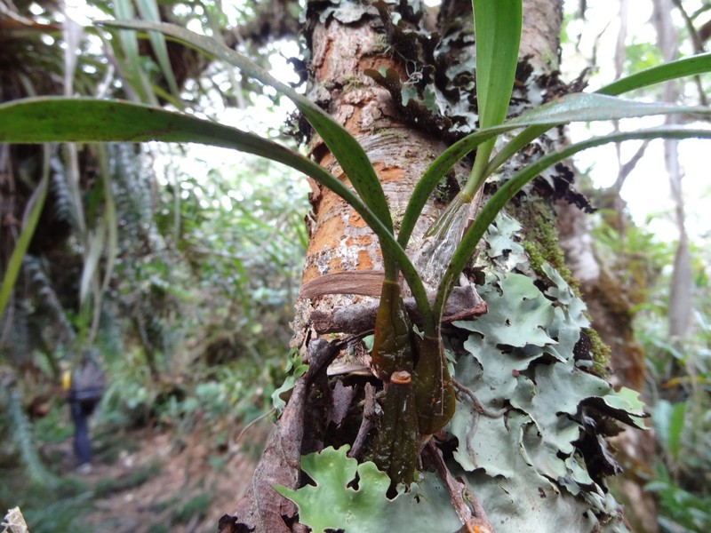 Bulbophyllum variegatum photo 3