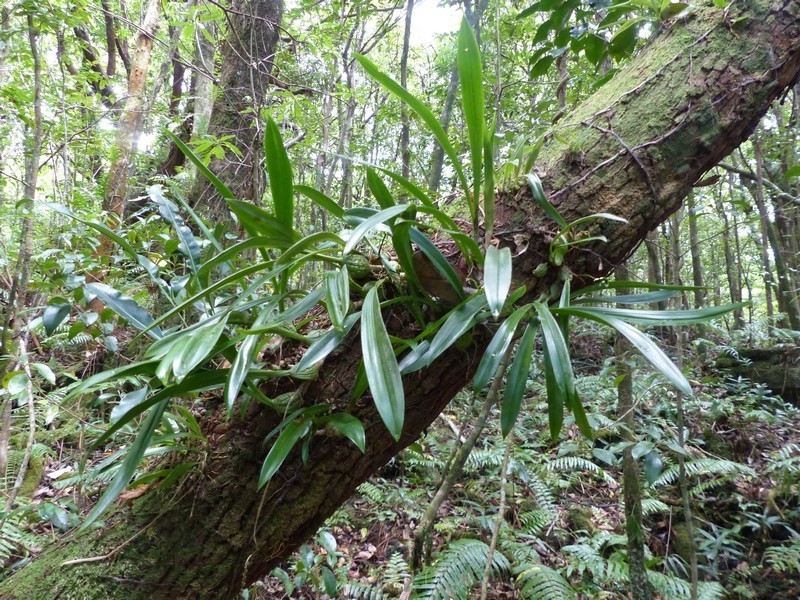 Bulbophyllum variegatum photo 4