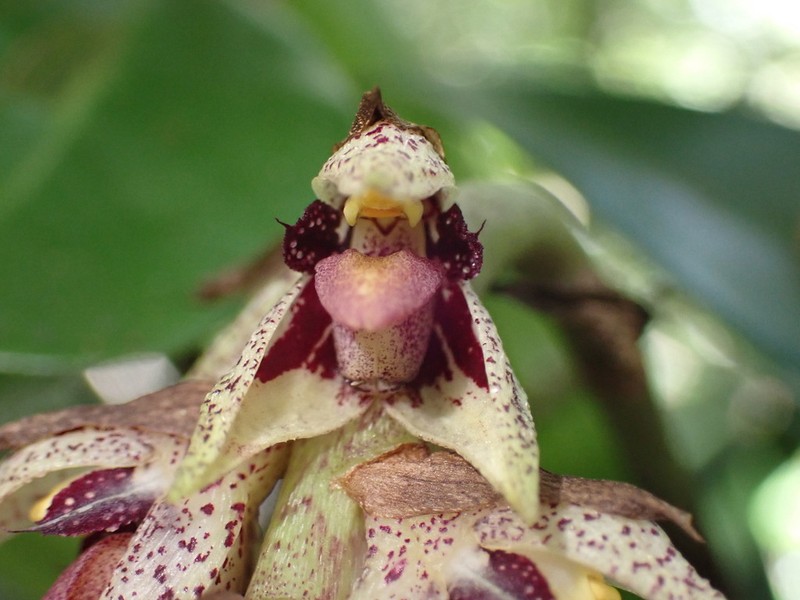 Bulbophyllum variegatum photo 5
