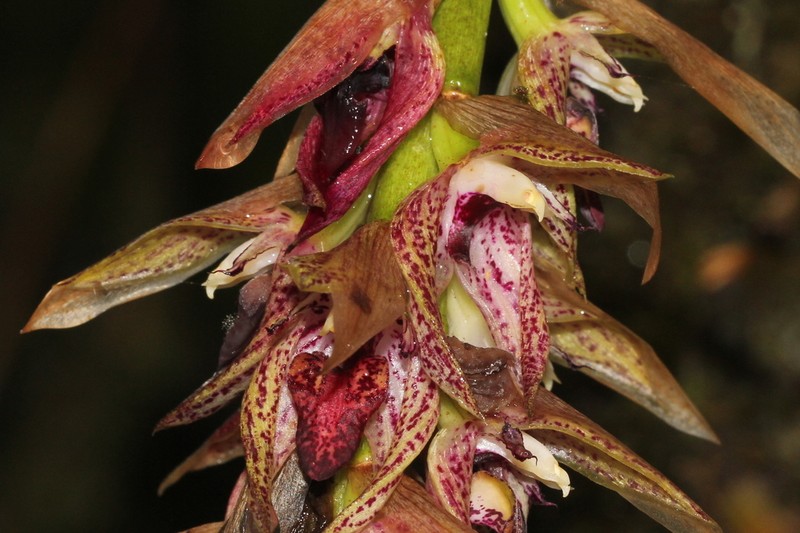 Bulbophyllum variegatum photo 6
