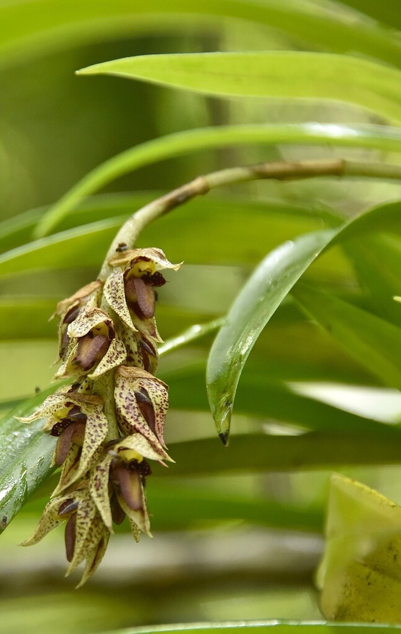 Bulbophyllum variegatum photo 7