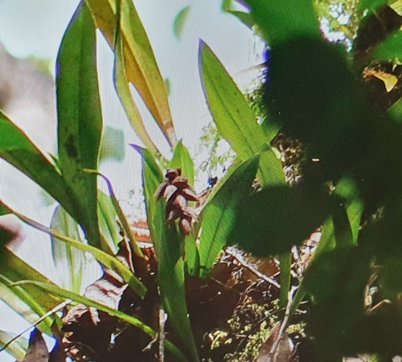 Bulbophyllum variegatum photo 8