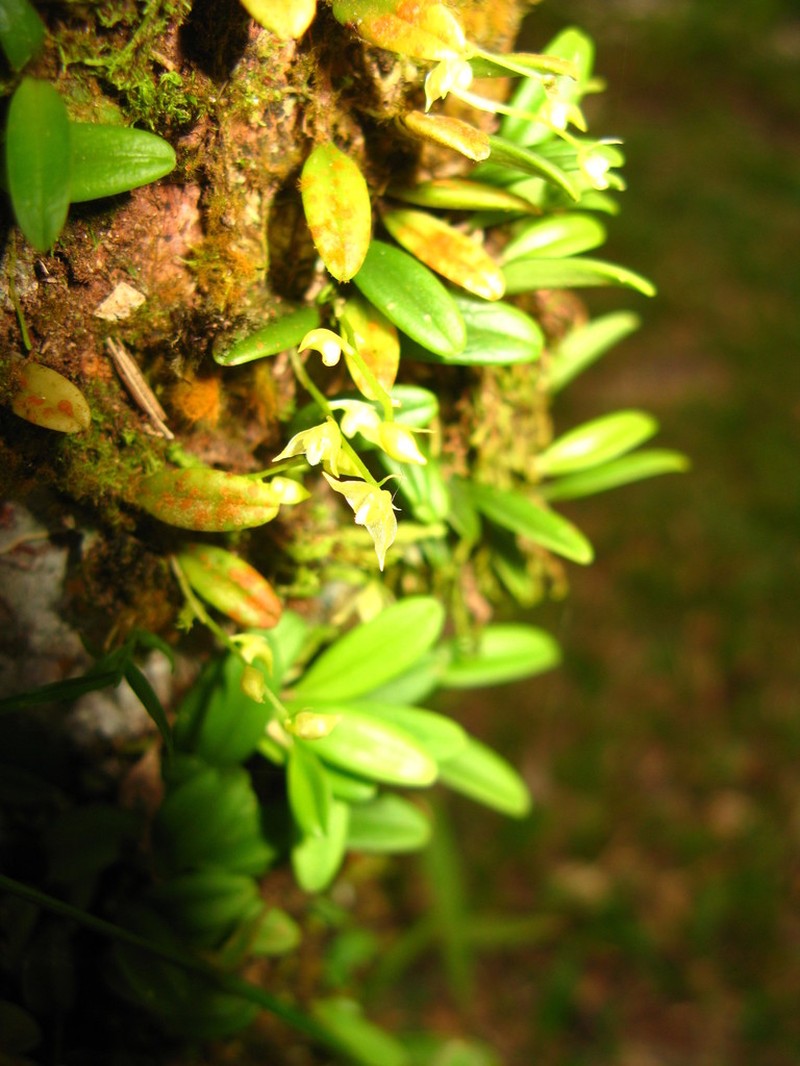Bulbophyllum vermiculare