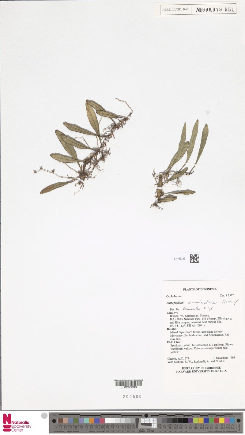 Bulbophyllum vermiculare photo 3