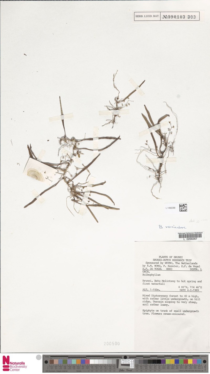 Bulbophyllum vermiculare photo 5