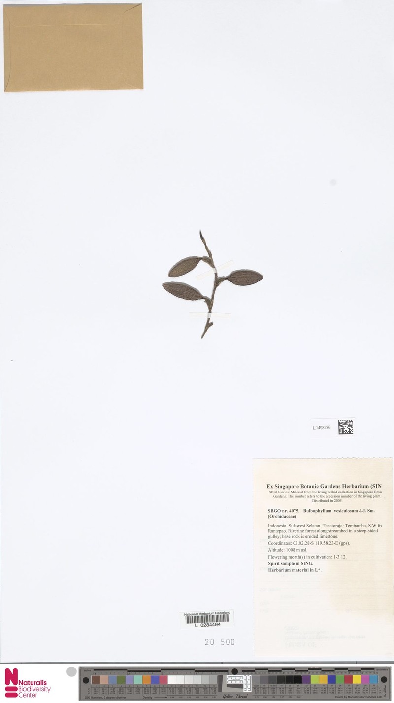 Bulbophyllum vesiculosum