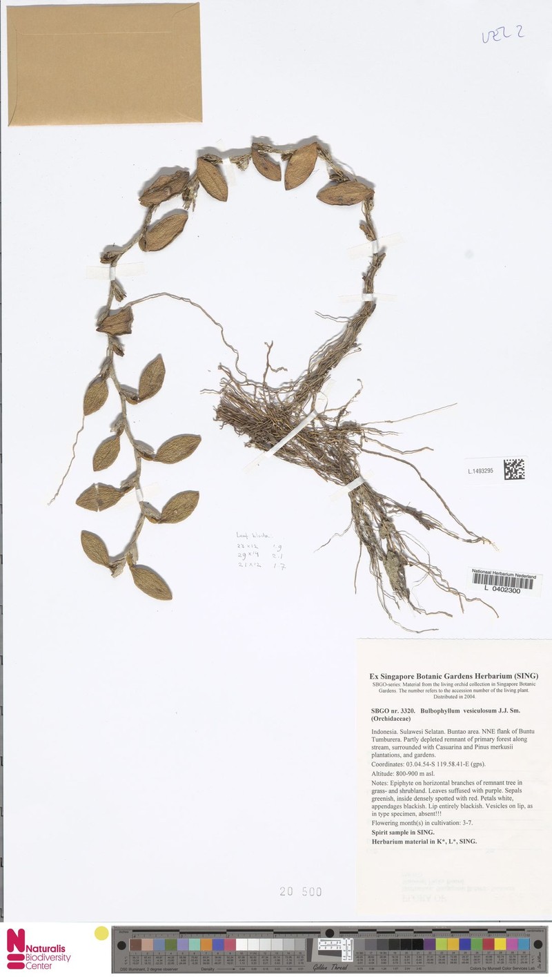 Bulbophyllum vesiculosum photo 2