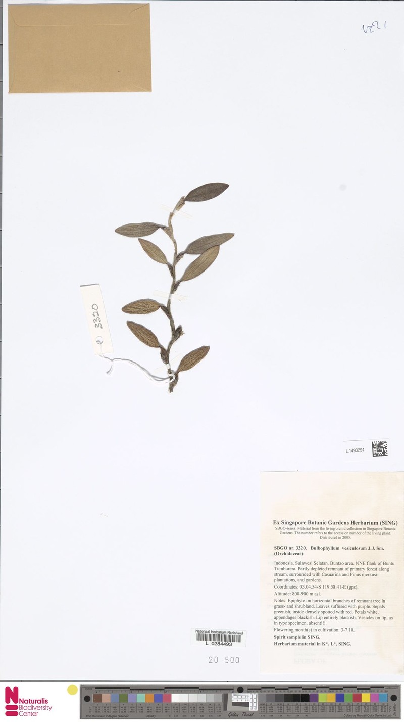 Bulbophyllum vesiculosum photo 3