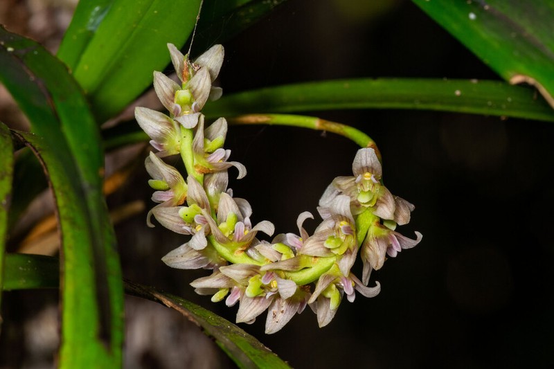 Bulbophyllum vestitum