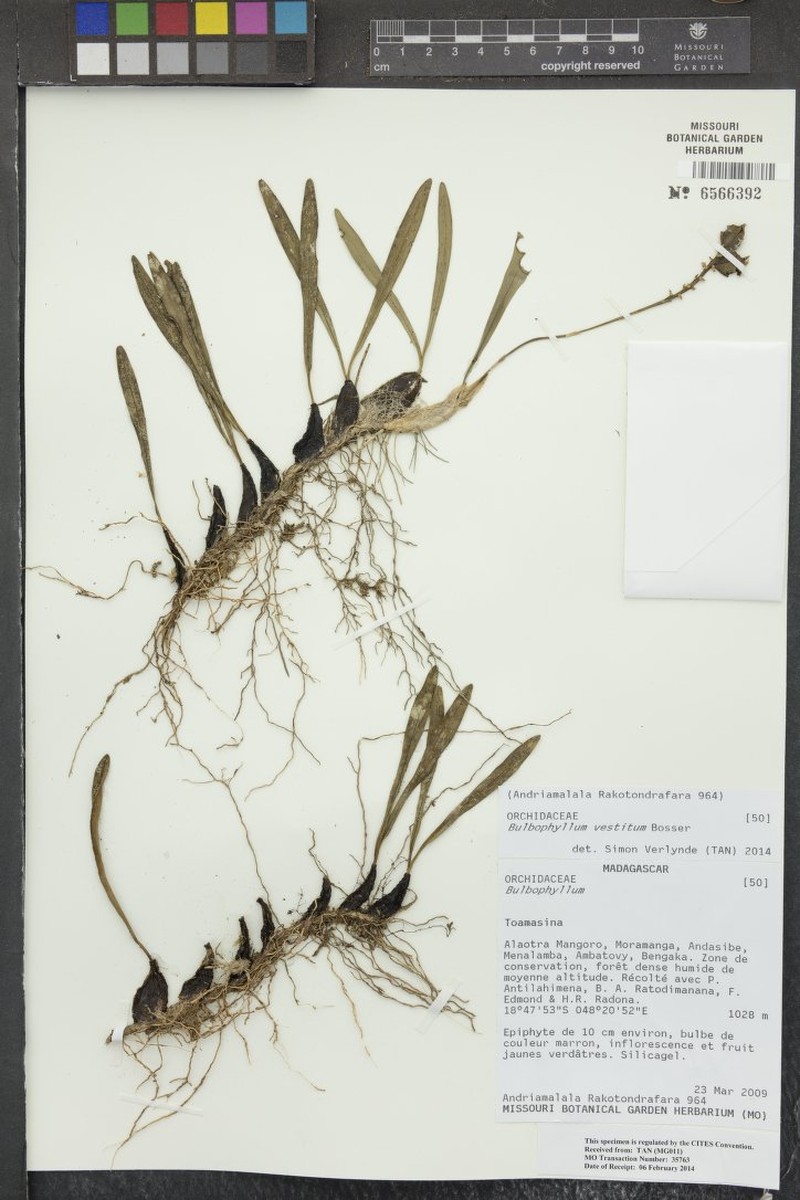 Bulbophyllum vestitum photo 2