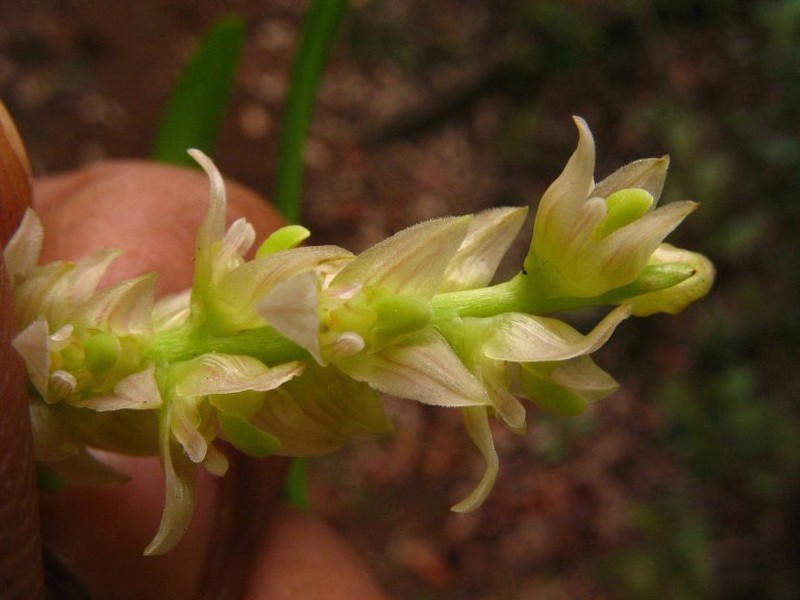 Bulbophyllum vestitum photo 3
