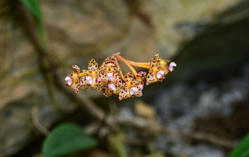 Bulbophyllum violaceolabellum