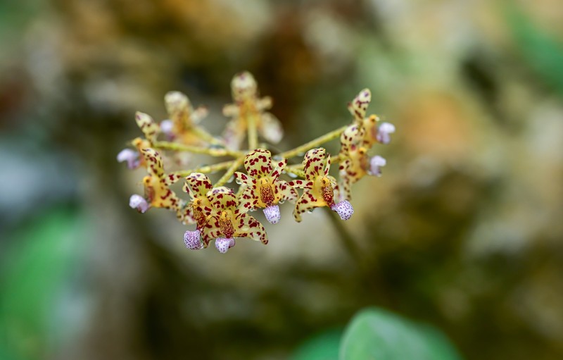 Bulbophyllum violaceolabellum photo 3