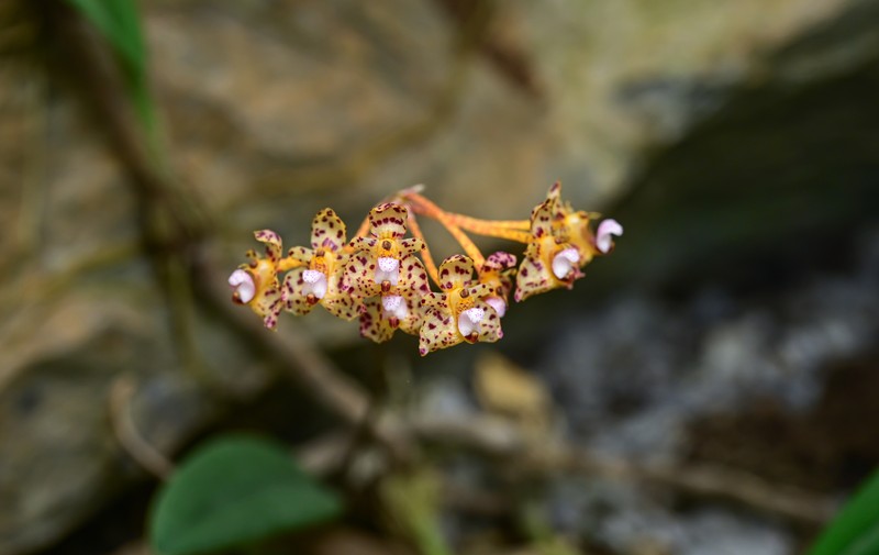 Bulbophyllum violaceolabellum photo 4