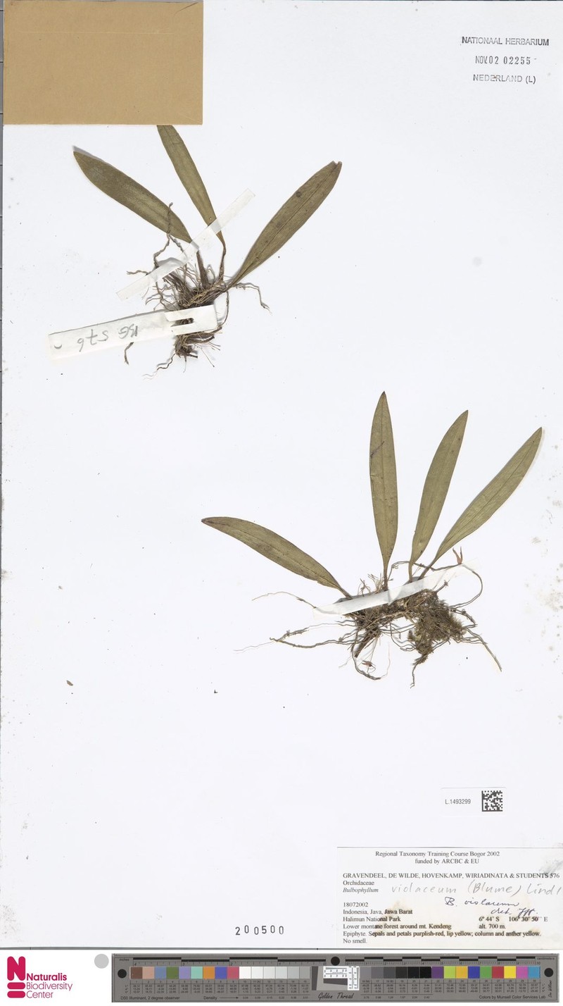 Bulbophyllum violaceum photo 2