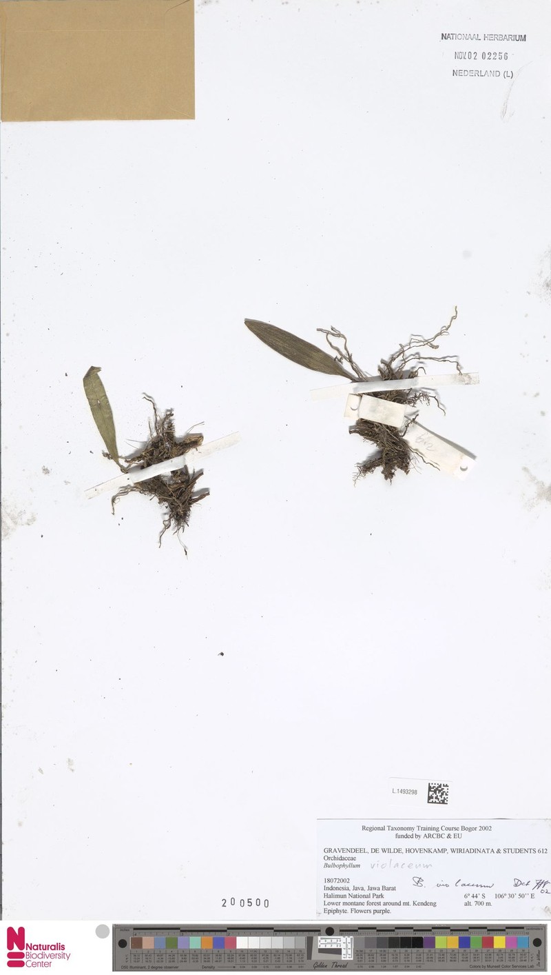 Bulbophyllum violaceum photo 3