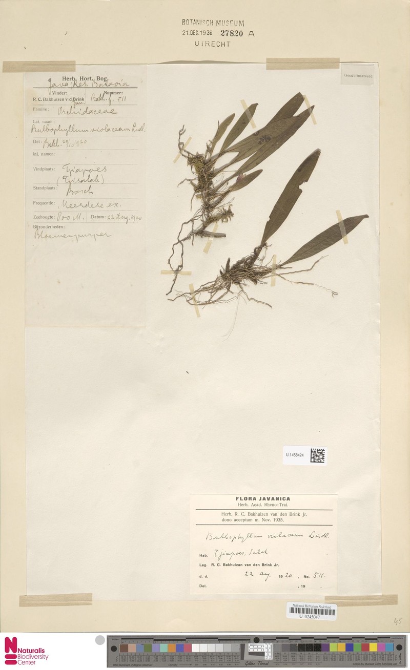 Bulbophyllum violaceum photo 4