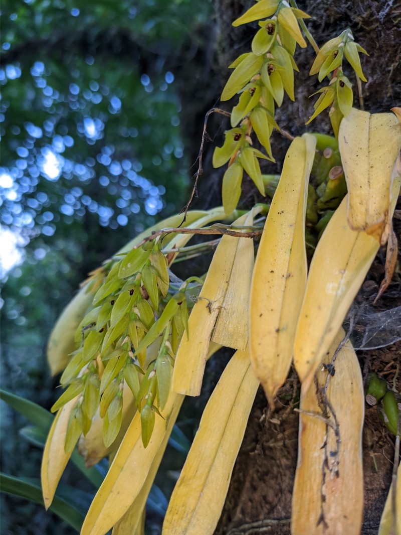 Bulbophyllum viridiflorum photo 4