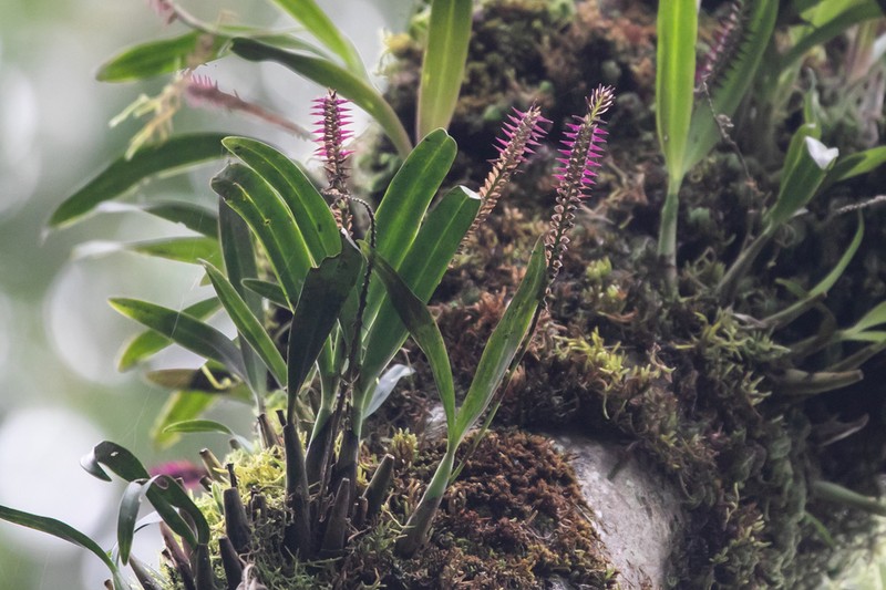 Bulbophyllum vulcanicum