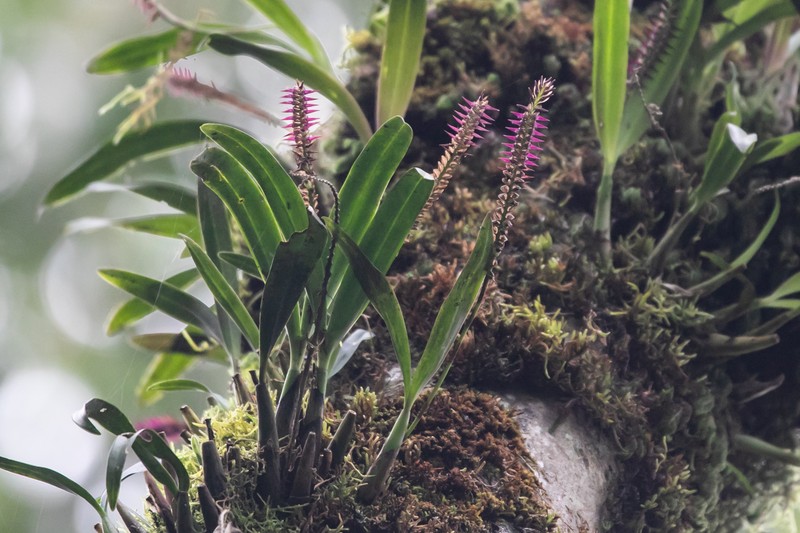 Bulbophyllum vulcanicum photo 2