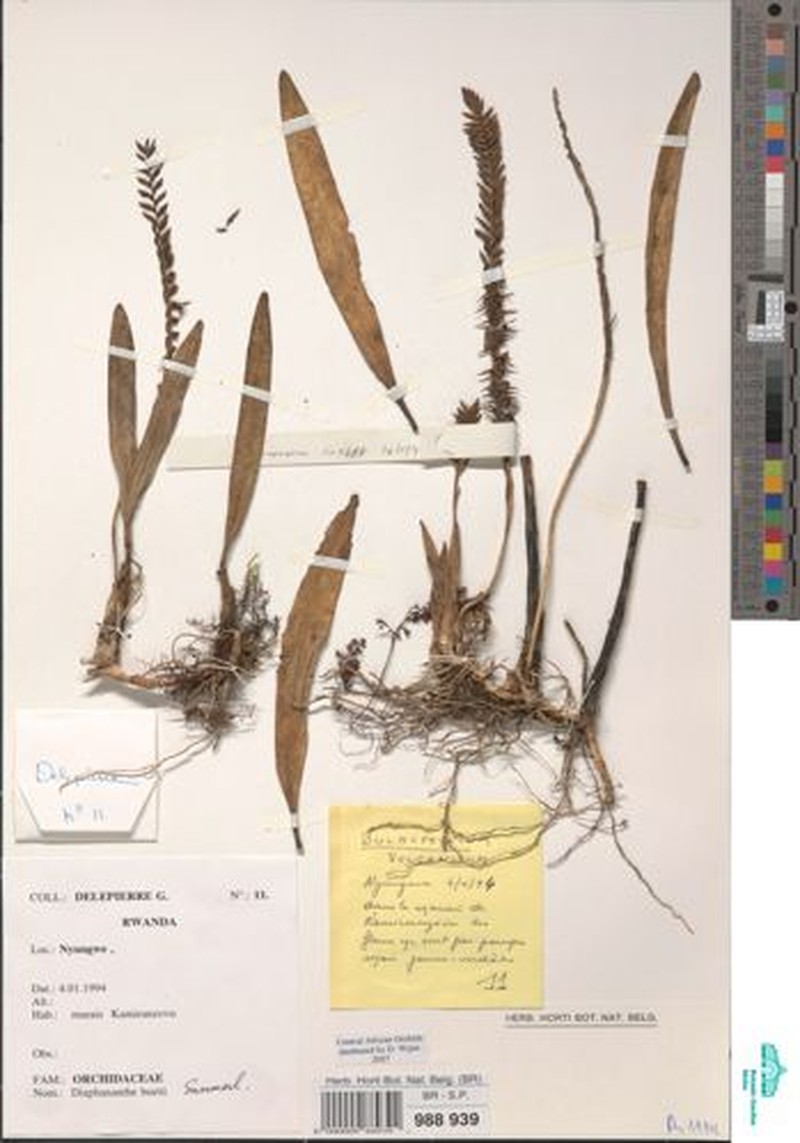Bulbophyllum vulcanicum photo 3
