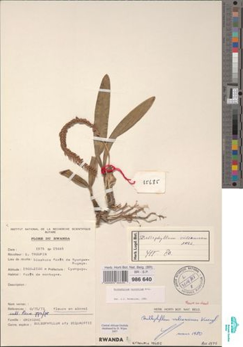 Bulbophyllum vulcanicum photo 4