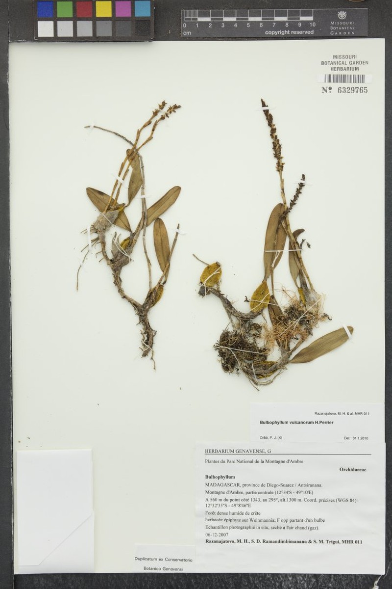 Bulbophyllum vulcanorum photo 2