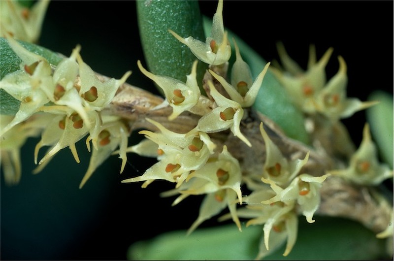 Bulbophyllum wadsworthii