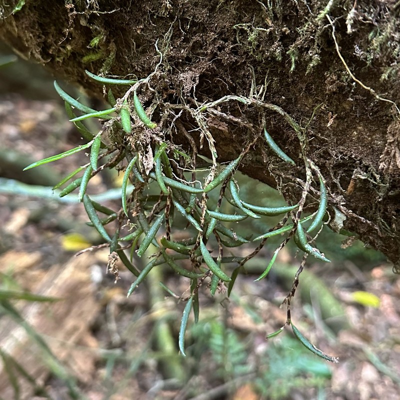 Bulbophyllum wadsworthii photo 2
