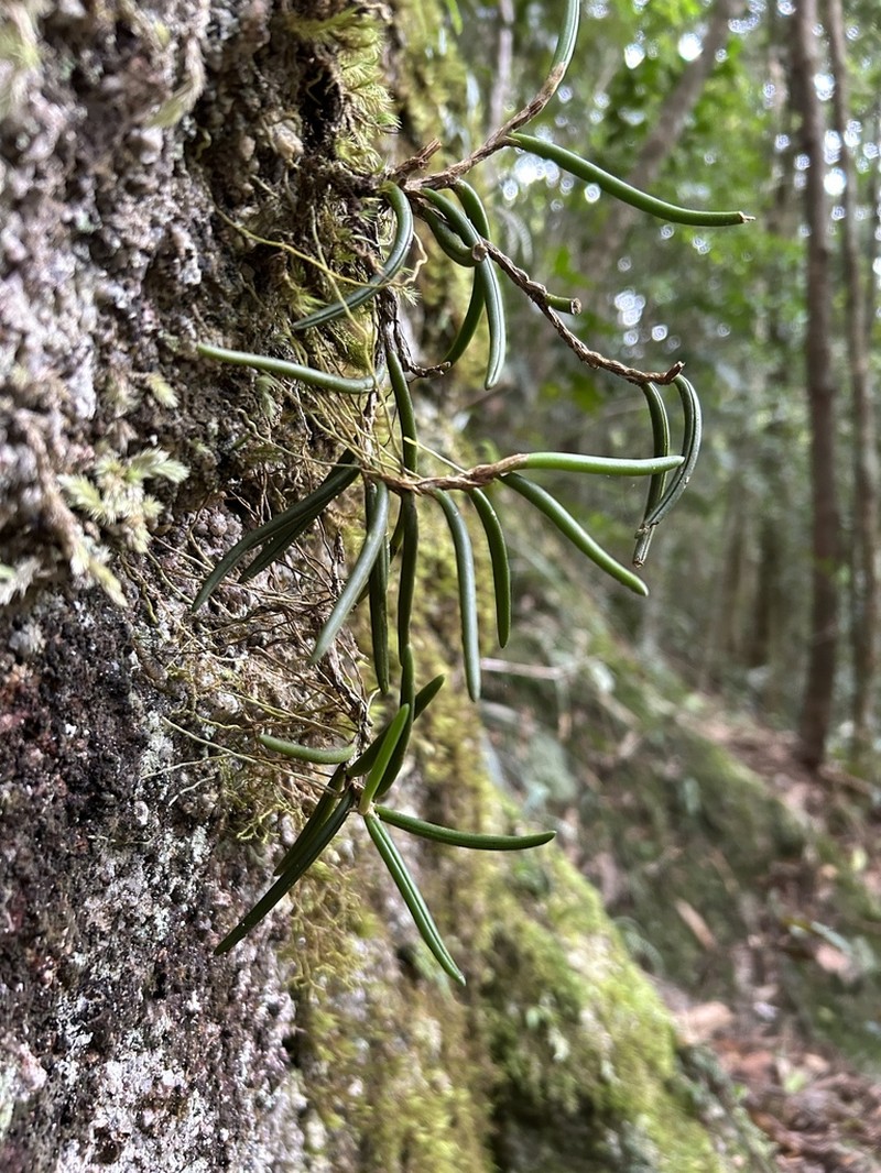 Bulbophyllum wadsworthii photo 3