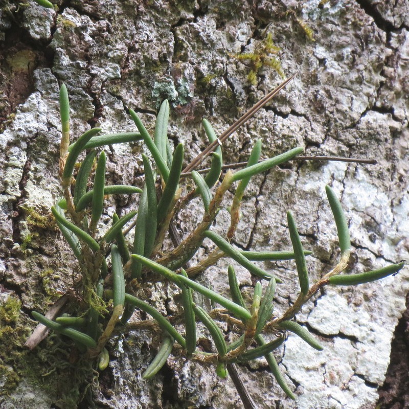 Bulbophyllum wadsworthii photo 4