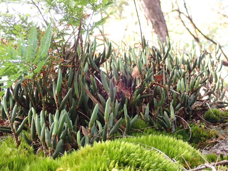 Bulbophyllum wadsworthii photo 5