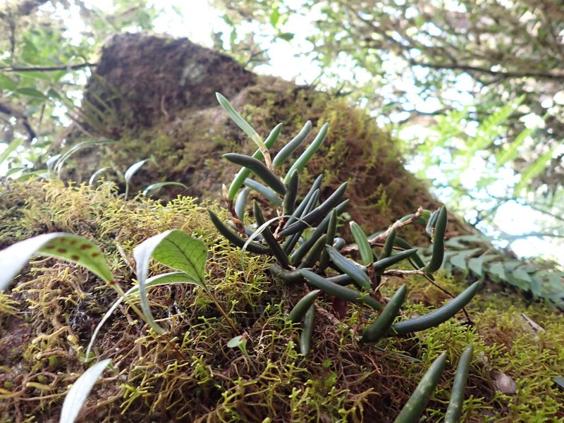 Bulbophyllum wadsworthii photo 7