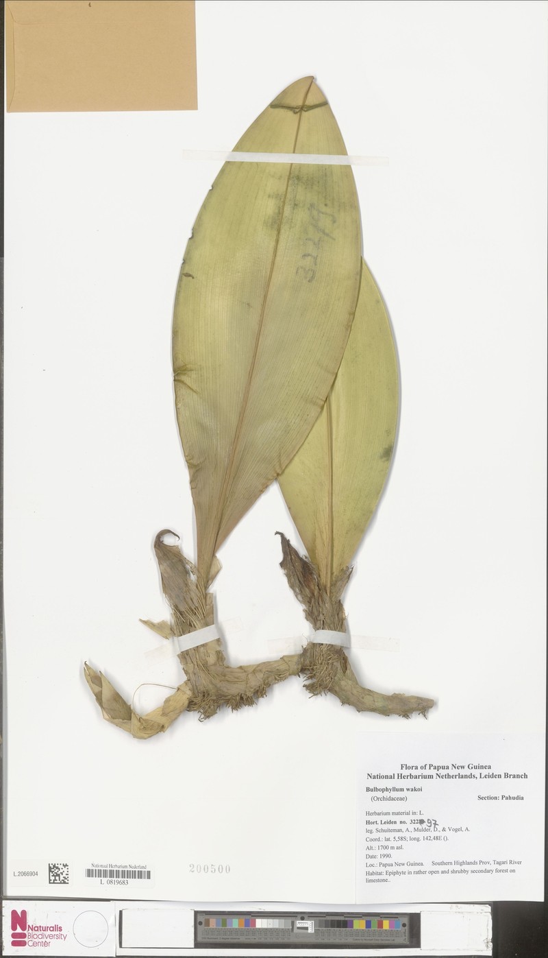 Bulbophyllum wakoi