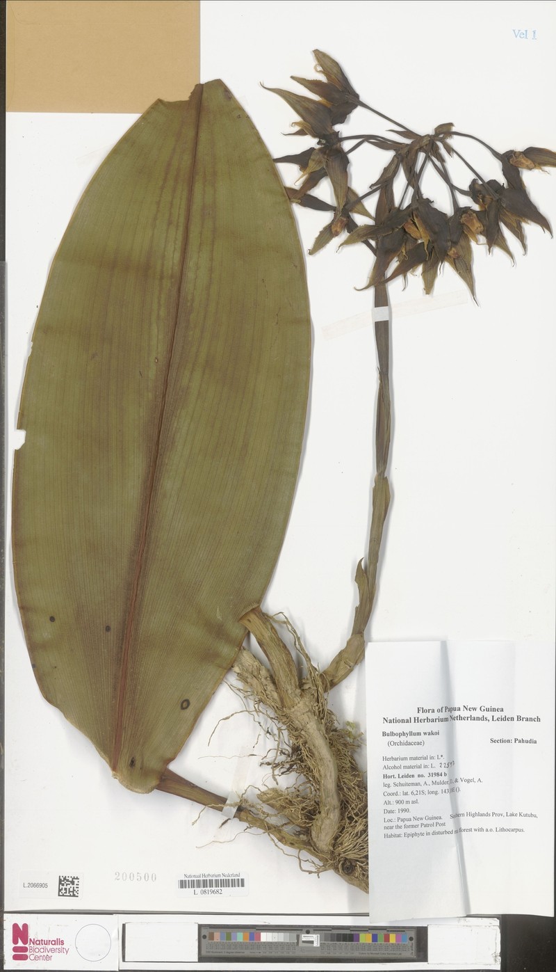 Bulbophyllum wakoi photo 2
