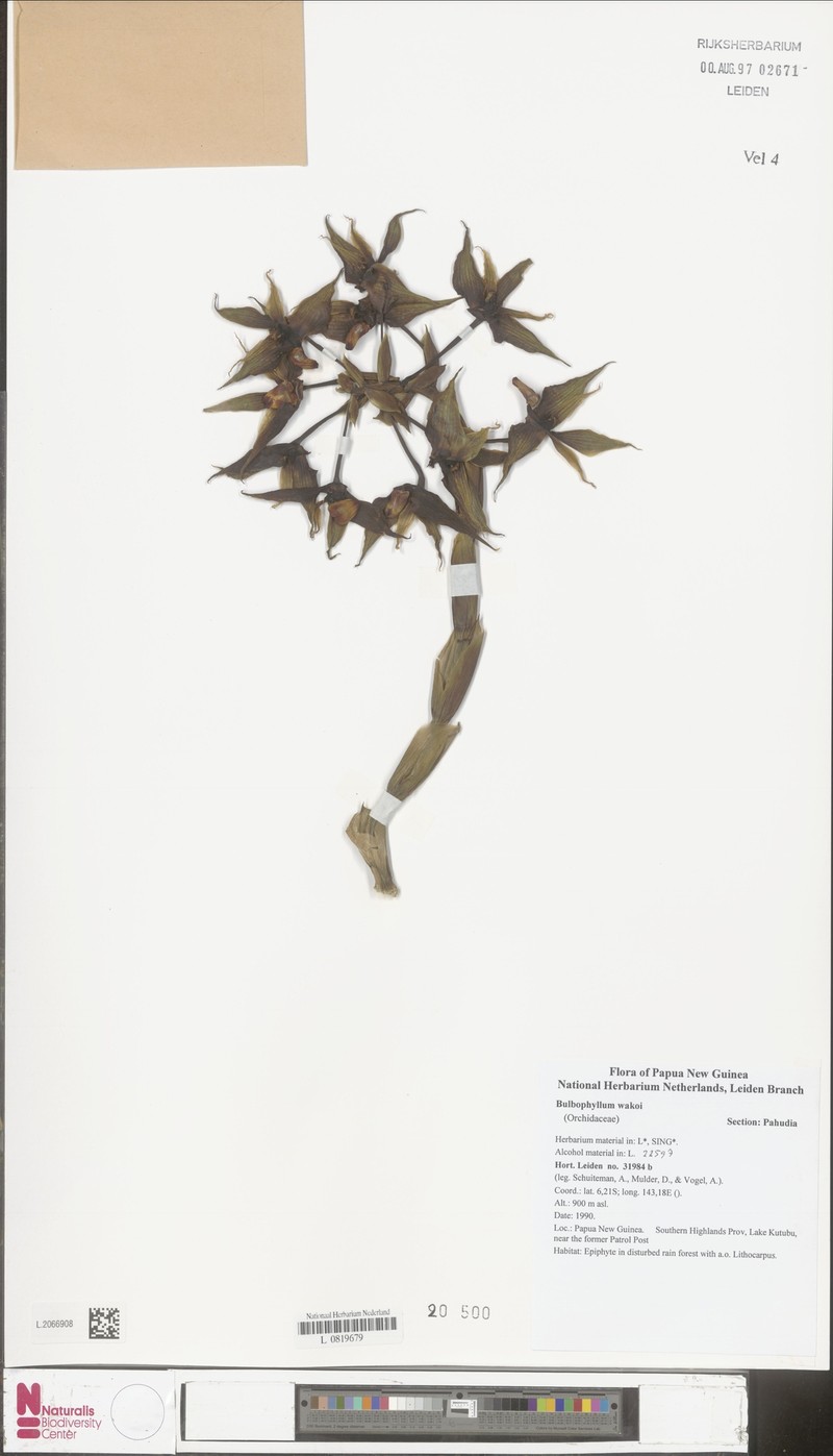 Bulbophyllum wakoi photo 3