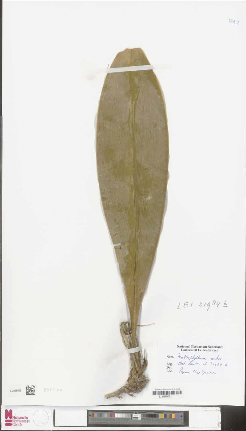 Bulbophyllum wakoi photo 4