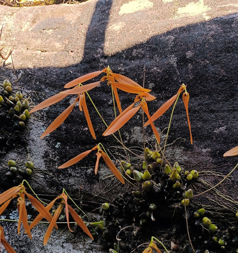 Bulbophyllum wallichii