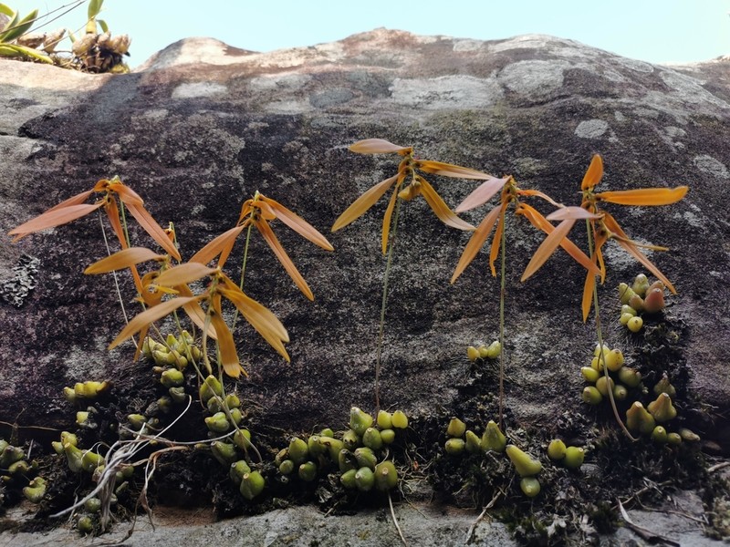 Bulbophyllum wallichii photo 2