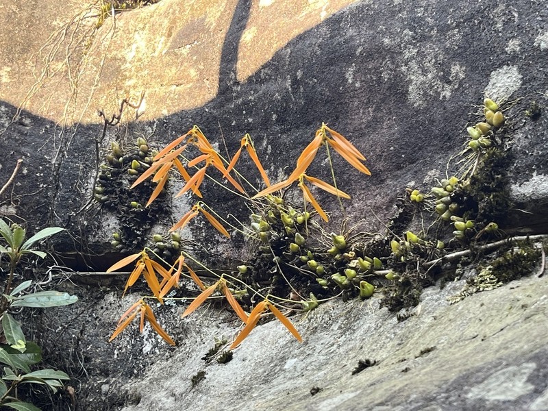 Bulbophyllum wallichii photo 3